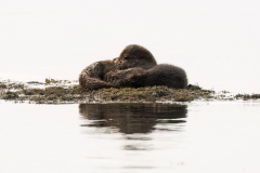 Wildlife photographer Paul McDougall