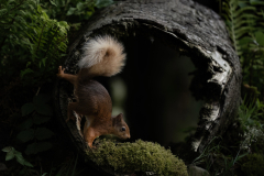 Wildlife photographer Paul McDougall
