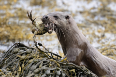 Wildlife photographer Paul McDougall