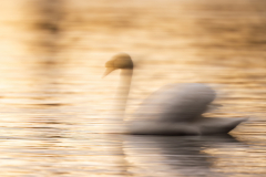 Wildlife photographer Paul McDougall