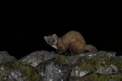Wildlife photographer Paul McDougall