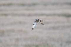 Wildlife photographer Paul McDougall