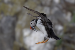 Wildlife photographer Paul McDougall