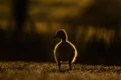 Wildlife photographer Paul McDougall
