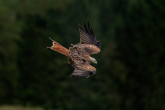 Wildlife photographer Paul McDougall