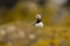 Wildlife photographer Paul McDougall