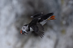 Wildlife photographer Paul McDougall