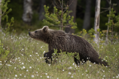 Wildlife photographer Paul McDougall