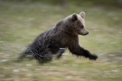 Wildlife photographer Paul McDougall