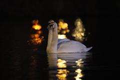 Wildlife photographer Paul McDougall