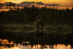 Wildlife photographer Paul McDougall
