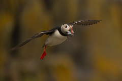 Wildlife photographer Paul McDougall