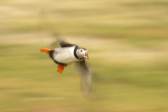 Wildlife photographer Paul McDougall