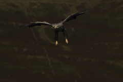 Wildlife photographer Paul McDougall