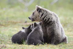 Wildlife photographer Paul McDougall