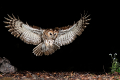 Wildlife photographer Paul McDougall