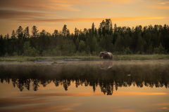 Wildlife photographer Paul McDougall
