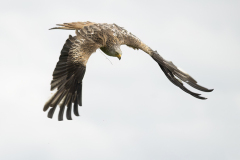 Wildlife photographer Paul McDougall