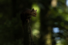 Wildlife photographer Paul McDougall