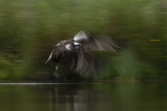 Wildlife photographer Paul McDougall