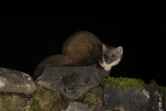 Wildlife photographer Paul McDougall