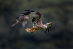 Wildlife photographer Paul McDougall