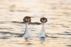 Wildlife photographer Paul McDougall