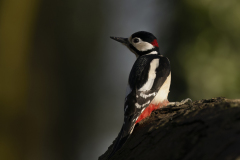 Wildlife photographer Paul McDougall