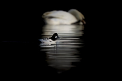 Wildlife photographer Paul McDougall