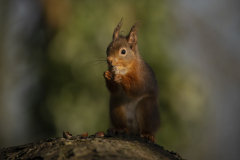 Wildlife photographer Paul McDougall