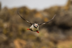 Wildlife photographer Paul McDougall