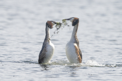 Wildlife photographer Paul McDougall
