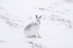 Wildlife photographer Paul McDougall
