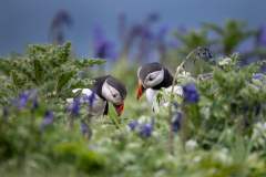 Wildlife photographer Paul McDougall