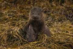 Wildlife photographer Paul McDougall