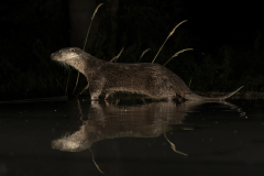 Wildlife photographer Paul McDougall