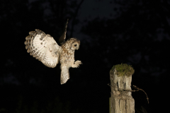 Wildlife photographer Paul McDougall