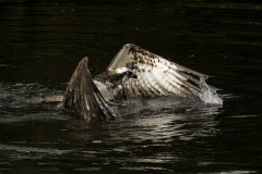 Wildlife photographer Paul McDougall