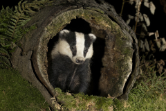 Wildlife photographer Paul McDougall