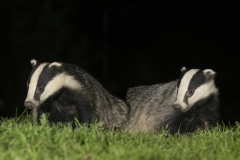 Wildlife photographer Paul McDougall