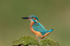 Wildlife photographer Paul McDougall