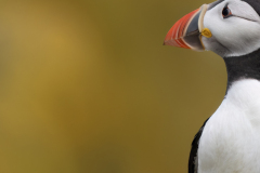 Wildlife photographer Paul McDougall