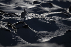 Wildlife photographer Paul McDougall
