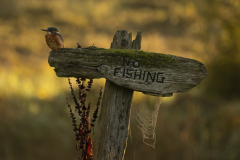 Wildlife photographer Paul McDougall