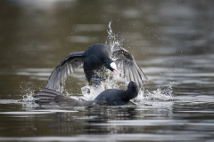 Wildlife photographer Paul McDougall