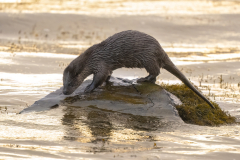 Wildlife photographer Paul McDougall