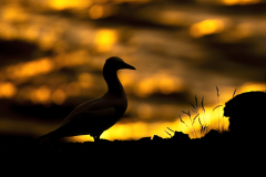 Wildlife photographer Paul McDougall