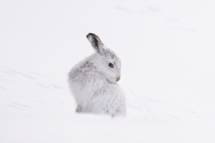 Wildlife photographer Paul McDougall