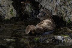 Wildlife photographer Paul McDougall