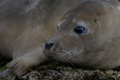 Wildlife photographer Paul McDougall